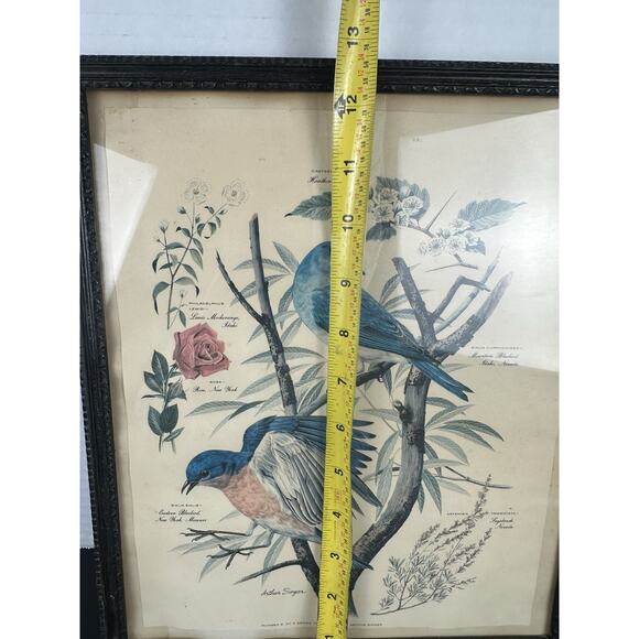 VTG 1950's Arthur Singer Framed Bird Lithograph Print signed Original Frame - Picture 9 of 10